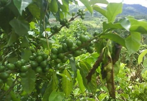 001 Coffee Plant 18th Jun 2011.jpg